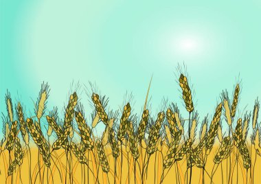 Yaz yatay, olgun buğday tarlası