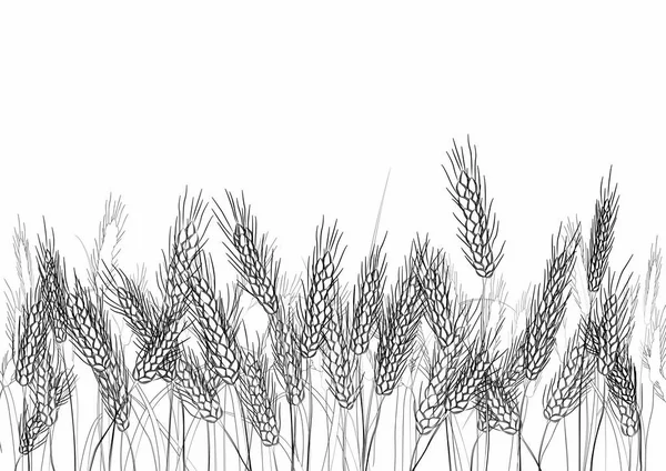 Alan arka plan buğday. Siyah elle çizilmiş siluetleri üzerinde beyaz izole. Spikelets altın buğday, çavdar, arpa. Vektör. Zarif rustik desen