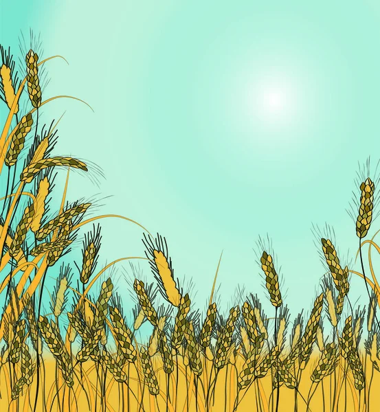 Spikelets altın buğday, çavdar, arpa üzerinde bir gökyüzü. Parlak yaz güneşi. Vektör. Zarif rustik desen. Metniniz için yer