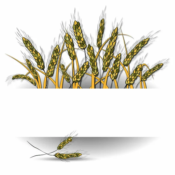 Vektör çizimi yaptı, metin için yer beyaz zemin üzerine izole buğday spikelets. Şablon, mühür, tasarım öğesi. Elle çizilmiş. Spikelets altın buğday, çavdar. Vektör. Zarif rustik