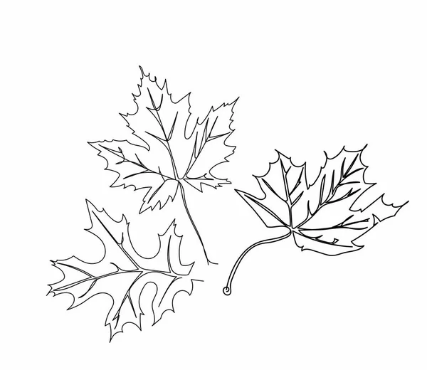 Autumn leaves maple, oak. — Stock Vector