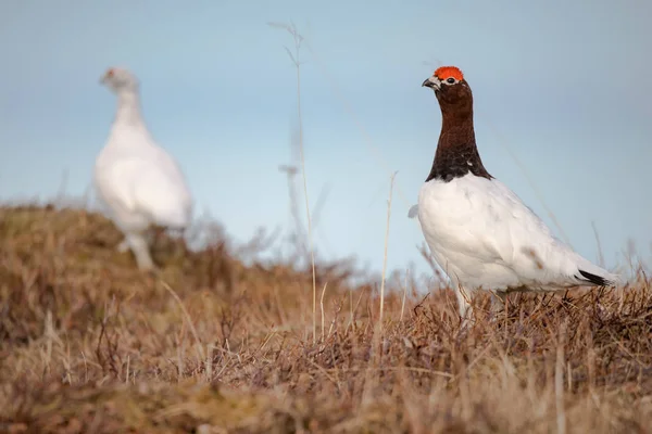 Erkek Kadın Willow Ptarmigan Lagopus Kuş Kırmızı Kaşları Ile — Stok fotoğraf