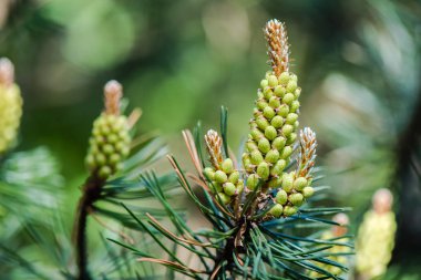 Çam - polen Anti - yakın kadar çiçeklenme.