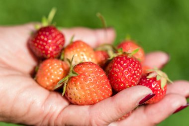 Holding çilek kendi bahçeden el - yakın çekim