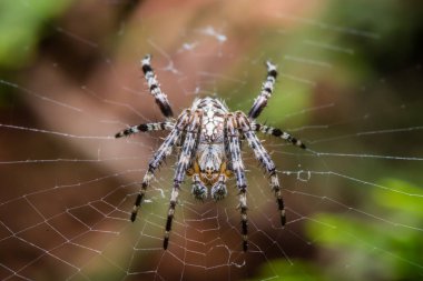 Bahçe arası örümcek oturma açık web - Araneus diadematus - closeup - makro