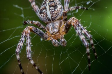 Bahçe örümcek web - ön yüzü - portre - Araneus diadematus - portre - makro üzerinde oturan çapraz