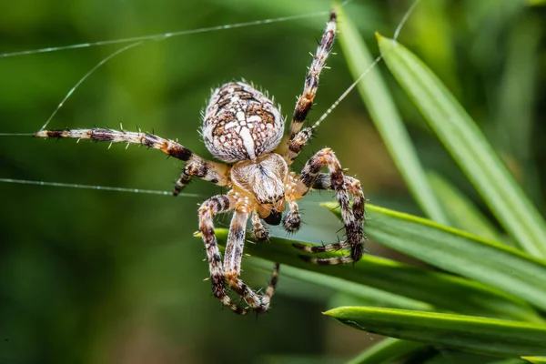 Ogrodzie Krzyż Pająk Siedzi Web Araneus Diadematus Zbliżenie Makro — Zdjęcie stockowe