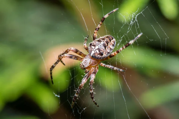 Ogrodzie Krzyż Pająk Siedzi Web Araneus Diadematus Zbliżenie Makro — Zdjęcie stockowe