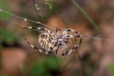 Boynuzlu örümcek web döner. Araneus Angulatus - makro yakın kadar