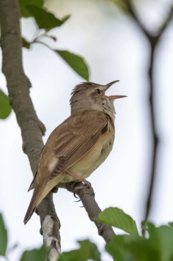 Büyük Reed'i ötleğeni kuş - kuş türü arundinaceus