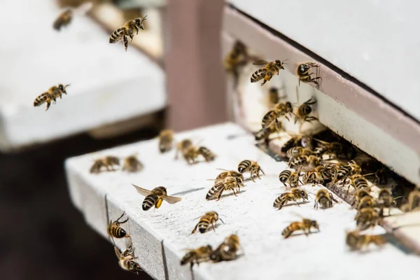 Flying Bees Landing Hive Apiary — Stock Photo, Image