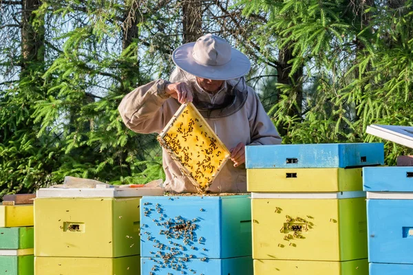 Beekeeper Working Apiary Keeping Honeycomb His Hands — Stock Photo, Image