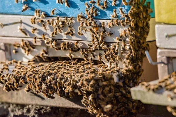Swarm Bees Hanging Beehive Entrance — Stock Photo, Image