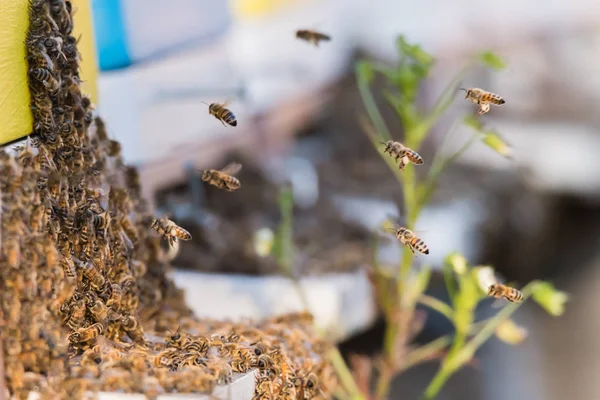 Swarm Bees Landing Hives Apiary Green Garden — Stock Photo, Image
