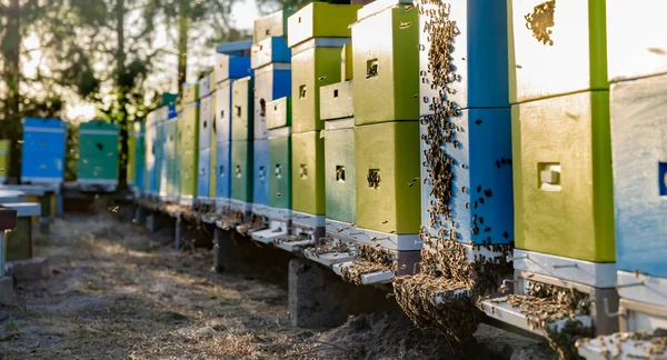 Beehives Apiary Green Garden — Stock Photo, Image