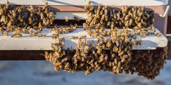 Swarm Bees Landing Hive Apiary Web Banner — Stock Photo, Image