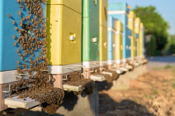 Beehives Apiary Green Garden — Stock Photo, Image