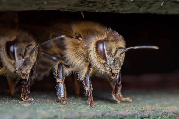 Honey Bee Apis Mellifera Detail Close Macro — Stock Photo, Image