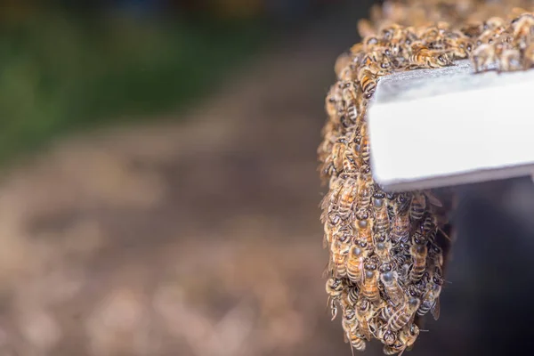 Swarm Bees Hanging Beehive Entrance — Stock Photo, Image