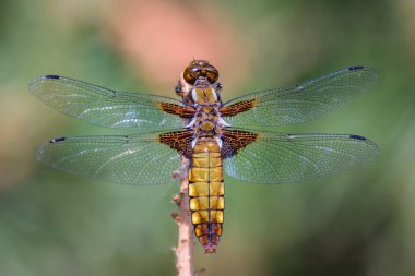 Libellula depressa - yusufçuk - Chaser geniş gövdeli - erkek yakın çekim - görünümü top