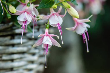 Sarı - yeşil Mevsimlik arka plan - portre üzerinde vahşi güzel çiçekler