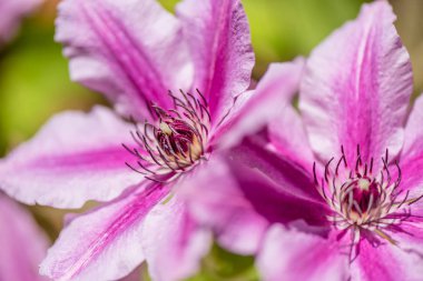 Vahşi güzel pembe ve mor çiçek - portre, makro