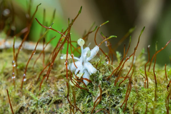 Amazing Photo Growing Blooming Moss Macro Shot Closeup — Stock Photo, Image
