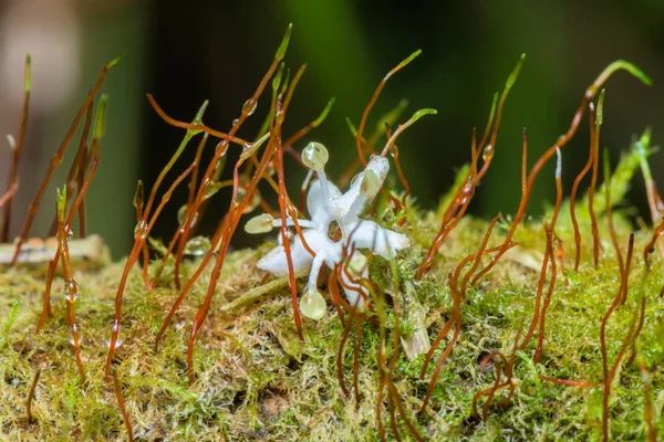 Fenômeno Raro Beleza Incrível Flor Branca Musgo Tiro Macro Close — Fotografia de Stock