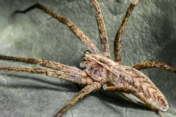 Fotografia Makro Streszczenie Spider Pisaura Mirabilis Polska Makro Zbliżenie — Zdjęcie stockowe