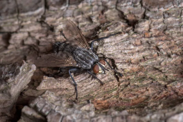 Uma Grande Mosca Negra Casca Uma Árvore Bebendo Suco Árvore — Fotografia de Stock