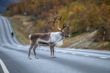 Yetişkin erkeği olarak Ren geyiği ile yol boyunca - (rangifer tarandus duran büyük geyik boynuzu)