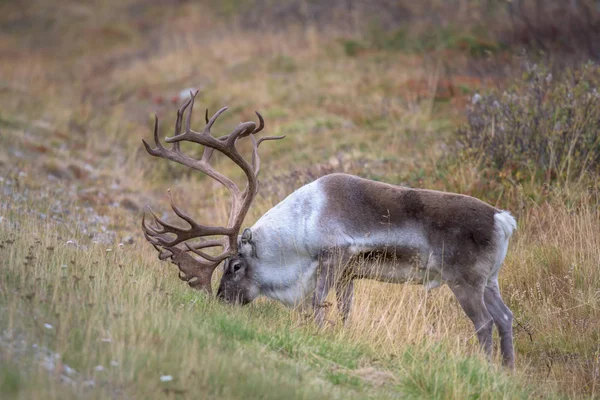 Male Reindeer Huge Antlers Eating Grass Rangifer Tarandus Close — Stock Photo, Image