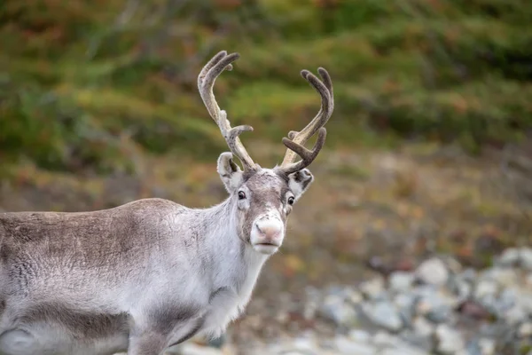 Young Reindeer Looking Camera Close — Stock Photo, Image