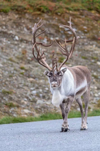 Volwassen Mannetje Van Rendieren Met Enorme Geweien Wandelen Langs Weg — Stockfoto