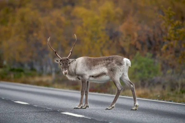Reindeer Standing Road Rangifer Tarandus — Stock Photo, Image