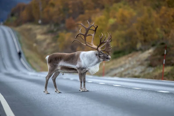 Adult Male Reindeer Huge Antlers Standing Road Rangifer Tarandus — Stock Photo, Image