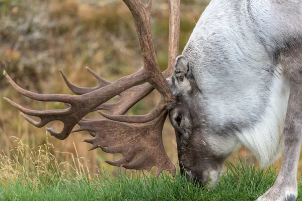 Rena Masculina Com Chifres Enormes Comendo Grama Rangifer Tarandus Close — Fotografia de Stock