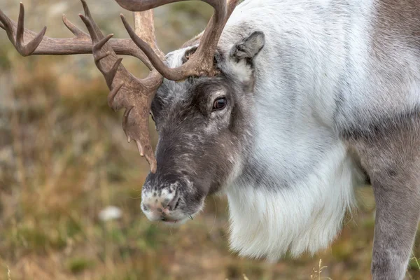 Mannelijke Rendier Met Enorme Geweien Eten Gras Rangifer Dierkunde Close — Stockfoto