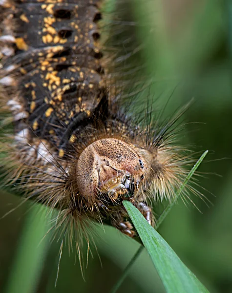 Euthrix Potatoria Napajedla Oranžovo Hnědé Kukly Můra Rodina Lasiocampidae Makro — Stock fotografie