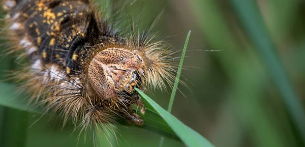 Large Hairy Colorful Caterpillar Natural Green Background Euthrix Potatoria Macro — Stock Photo, Image