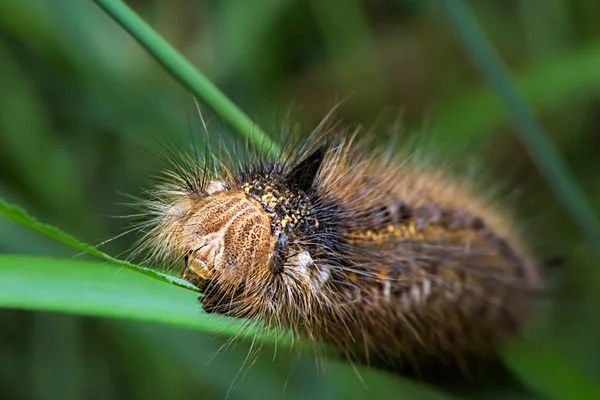 Large Hairy Colorful Caterpillar Natural Green Background Euthrix Potatoria Macro — Stock Photo, Image