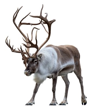 Reindeer with huge antlers  isolated on the white background - front view clipart