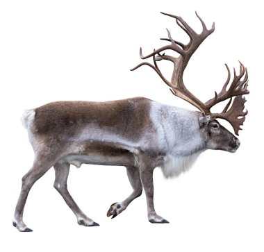 Reindeer with huge antlers  isolated on the white background - side view clipart