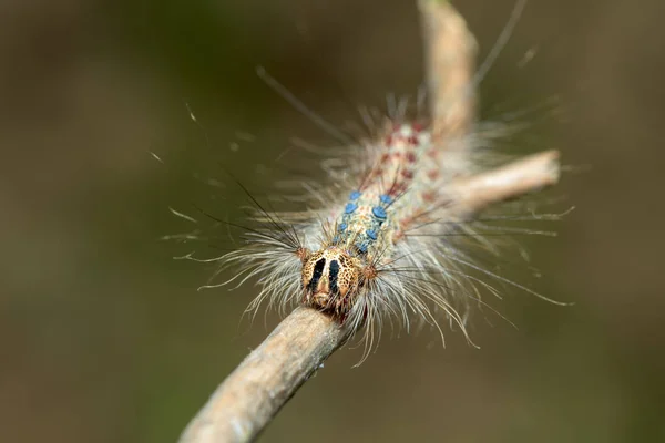 The gypsy moth ( Lymantria dispar ) - family Erebidae - hairy, colorful caterpillar - macro - closeup