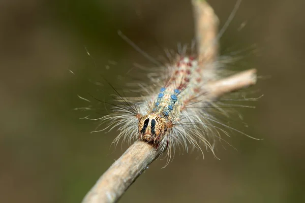 Closeup Rodinné Erebidae Chlupaté Barevná Housenka Makro Cikánská Můra Bekyně — Stock fotografie