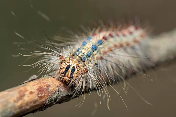 The gypsy moth ( Lymantria dispar ) - family Erebidae - hairy, colorful caterpillar - macro - closeup