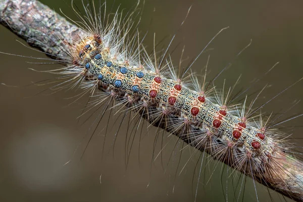 Gypsy Moth Lymantria Dispar Family Erebidae Hairy Colorful Caterpillar Macro — Stock Photo, Image