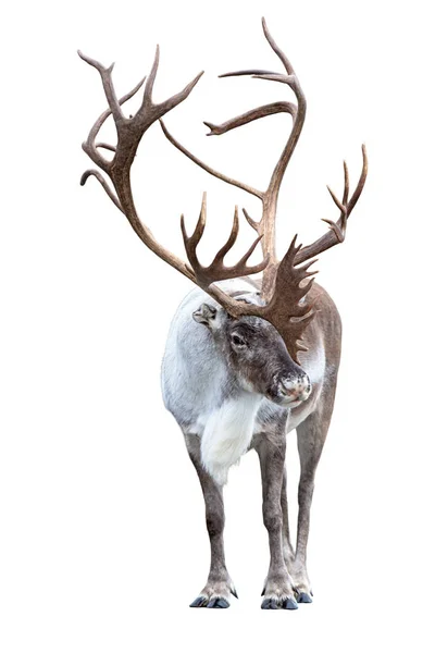 Reindeer Huge Antlers Isolated White Background Front View — Stock Photo, Image