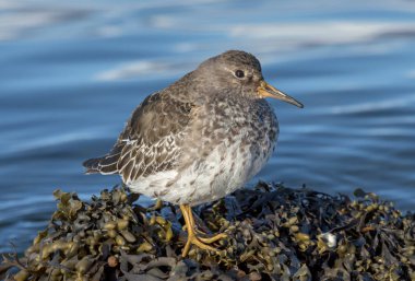 Mor kum kuşu (Calidris maritima) küçük bir sorusorması.