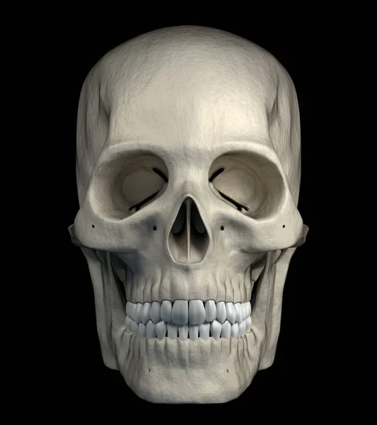 Halloween Aterrador Cráneo Humano Aislado Sobre Fondo Negro Vista Frontal — Foto de Stock